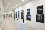 G. Petkevičaitės-Bitės bibliotekoje – fotomenininko Žilvino Kropo fotografijų paroda „Saulėraščių fenomenas“ 