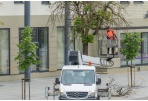 Laisvės aikštės medžiams – profesionali arboristų priežiūra