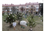 Laisvės aikštėje įsikūrė kalėdinis eglynas