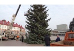 Į Laisvės aikštę atvežta Kalėdų eglė