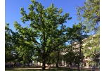 Panevėžys atsinaujina! Pradėta tvarkyti Laisvės aikštė