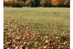 Rudens spalvas turėtų pakeisti švara 