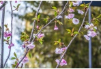Pasirūpinkime žaliosiomis atliekomis
